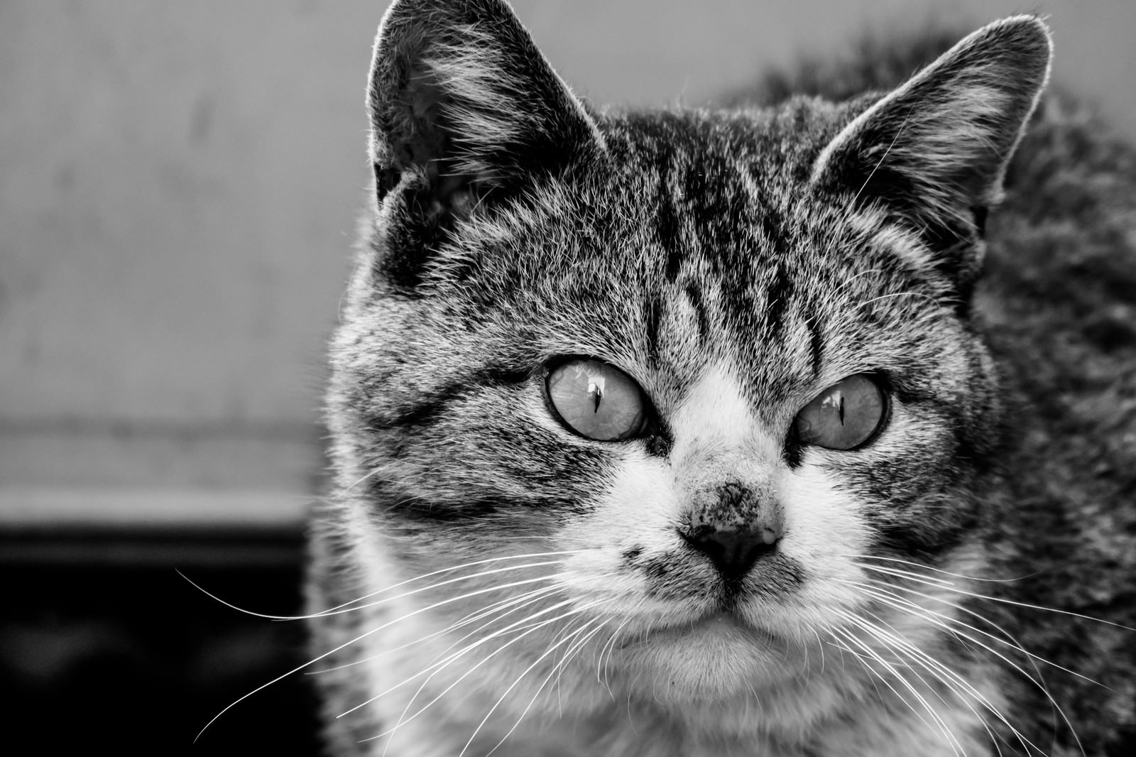 カラー化前の猫の白黒写真