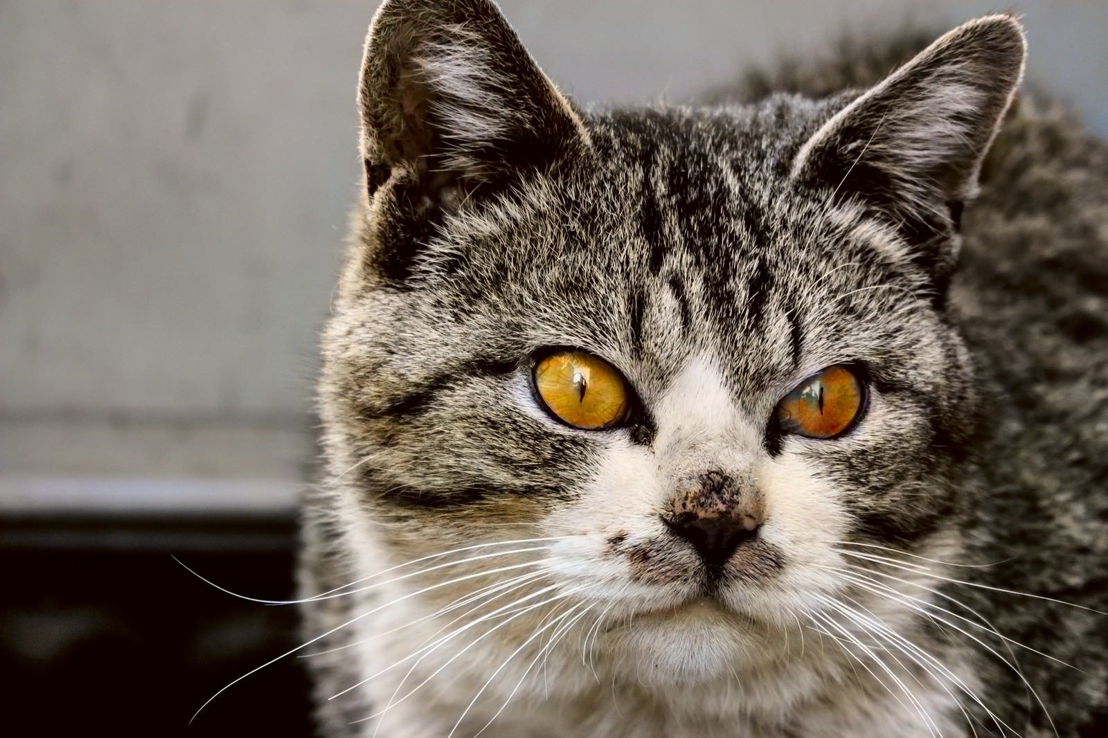 COLOR RE:FINEでカラー化した猫の写真
